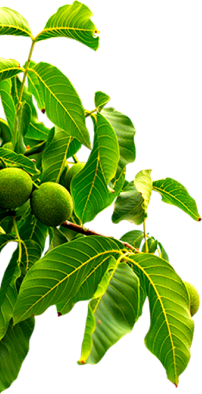 大红鹰dhy(中国)有限公司官网