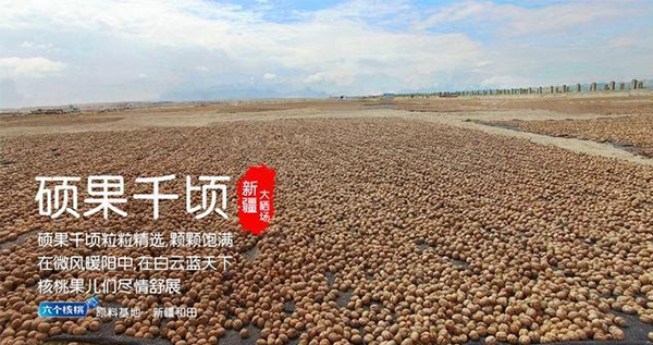 大红鹰dhy(中国)有限公司官网