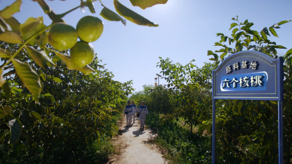 大红鹰dhy(中国)有限公司官网